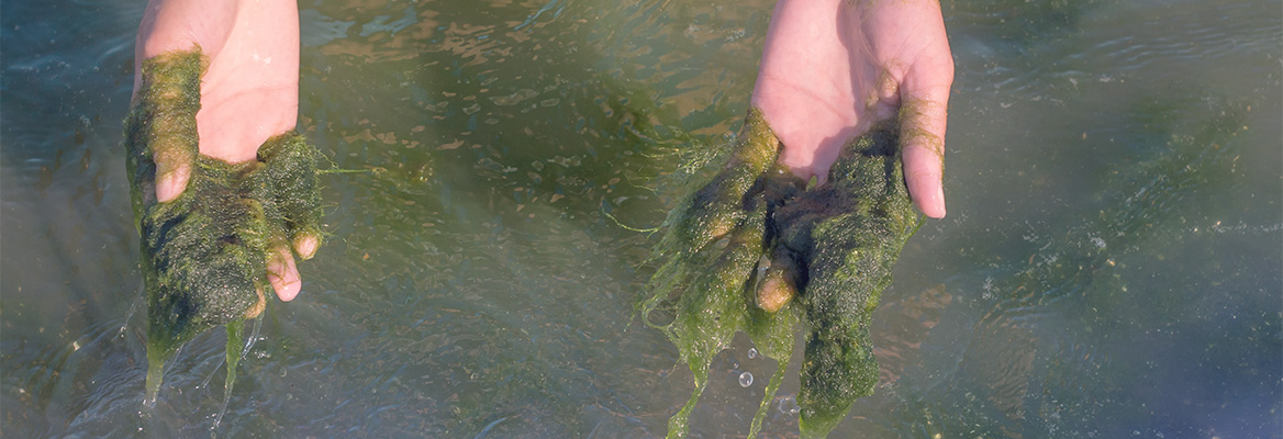 Lutte contre les algues Entretien de l'étang Entretien de l'eau