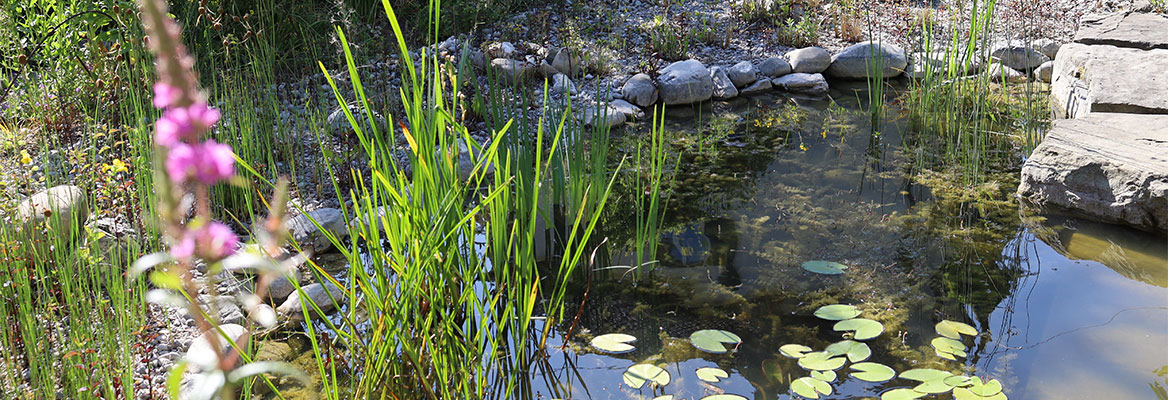 Plantation d'étangs_Plantes_Corbeilles